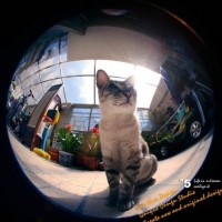 猫眼看世界