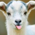 childsheep