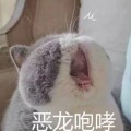 喵喵喵猫